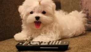 Psí plemeno malt: popis, charakter a fotky z bologunu